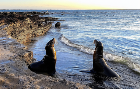 האי קאנגורו שבאוסטרליה