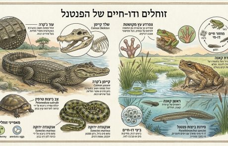 פנטנל: זוחלים ודו חיים