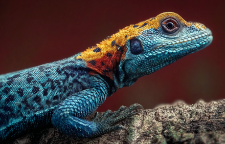 החרדון אדום הראש