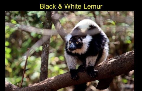 טיול למדגסקר ביולי 2024