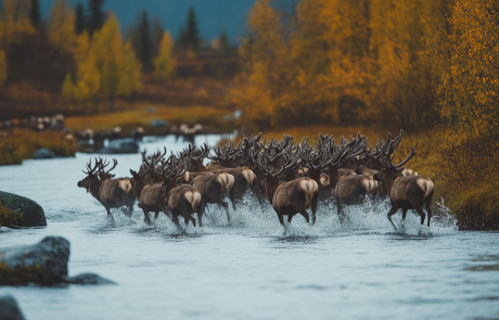 הרצאה על לפלנד