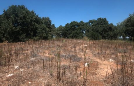 ע'אבת צ'רקס – יער אלונים וסיפורי צ'רקסים בפאתי פרדס חנה