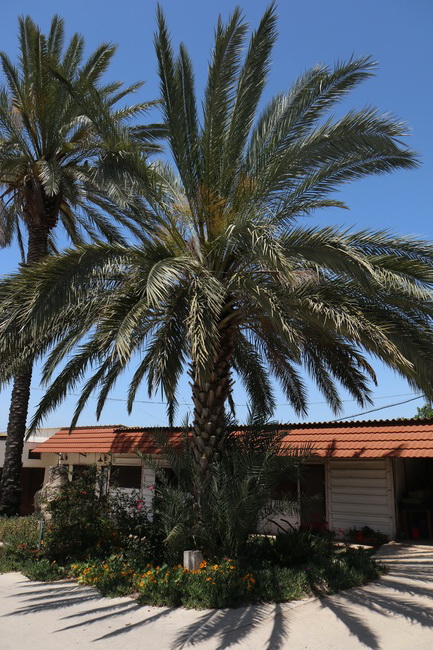התמר בחצר משפחת אבידב
