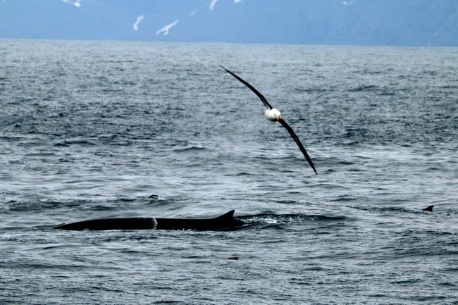 whale