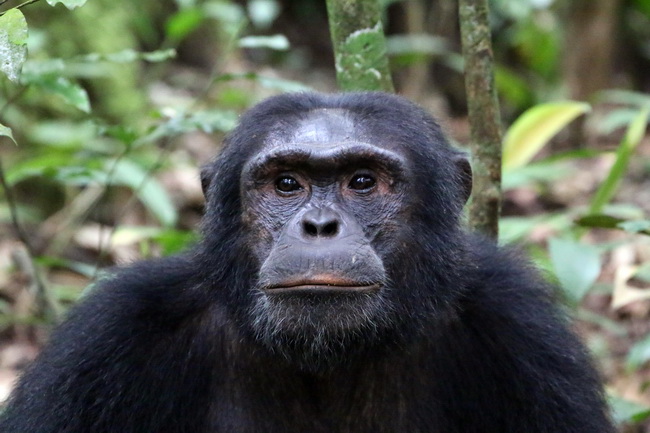 טיול לאוגנדה - שימפנזה