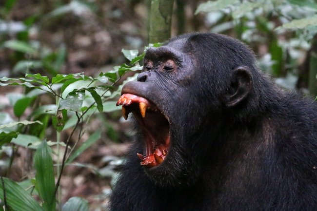 טיול לאוגנדה - שימפנזה