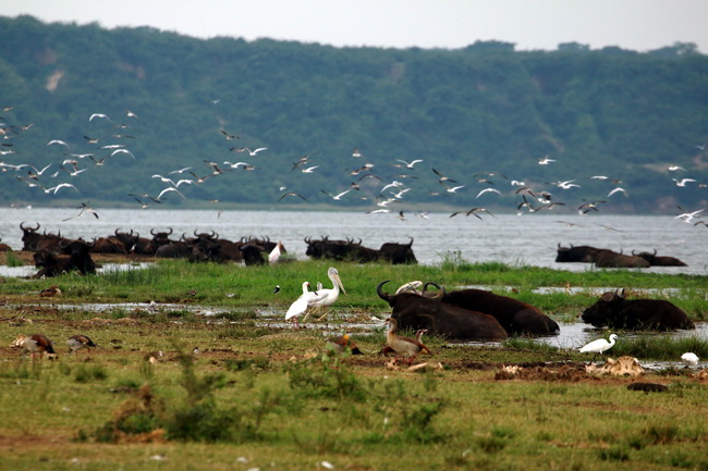 טיול לאוגנדה - תעלת קזינגה