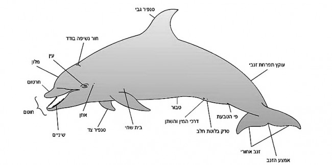 לוויתן שיניים