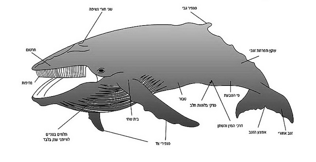 מזיפות